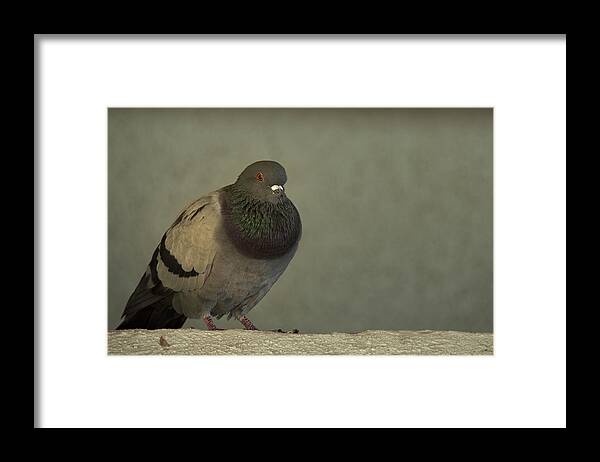 Pigeon Framed Print featuring the photograph Lonely by Mario Celzner