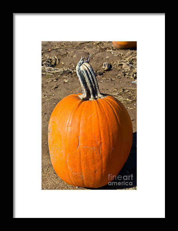 Field Framed Print featuring the photograph Lonely Pumpkin by PatriZio M Busnel
