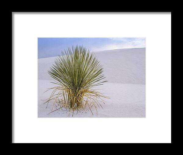 Jean Noren Framed Print featuring the photograph Lonely Yucca Plant in White Sands by Jean Noren