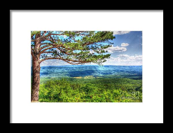 Pine Framed Print featuring the photograph Lonesome Pine by Dan Stone