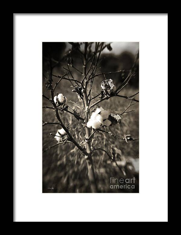 Cotton Framed Print featuring the photograph Lonesome by Scott Pellegrin