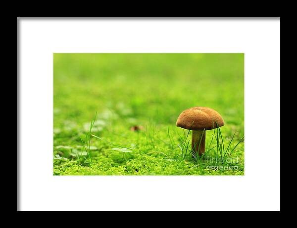 Mushroom Framed Print featuring the photograph Lonesome Wild Mushroom on a Lush Green Meadow by Beverly Claire Kaiya