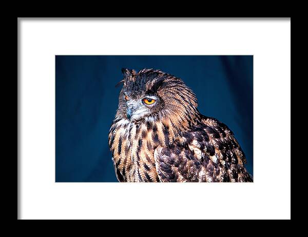 Owl Framed Print featuring the photograph Long - Earred Owl by Shirley Mitchell