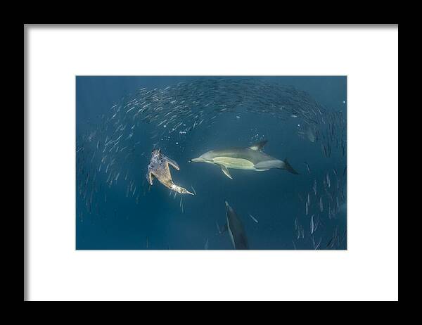 Feb0514 Framed Print featuring the photograph Long-beaked Common Dolphins And Cape by Pete Oxford