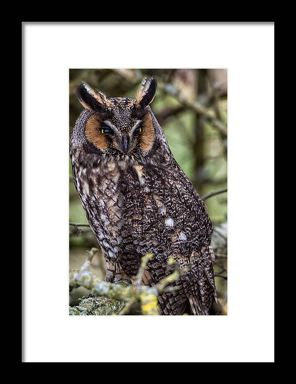 Wildlife Framed Print featuring the photograph Long Eared Owl in the open by Mark Andrews
