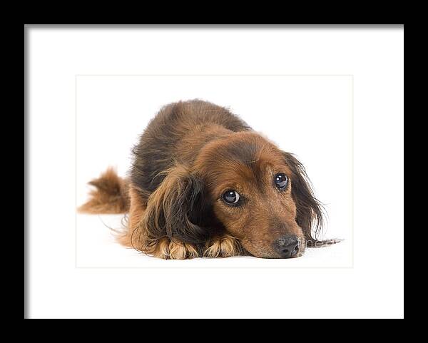 Dachshund Framed Print featuring the photograph Long-haired Dachshund by Jean-Michel Labat