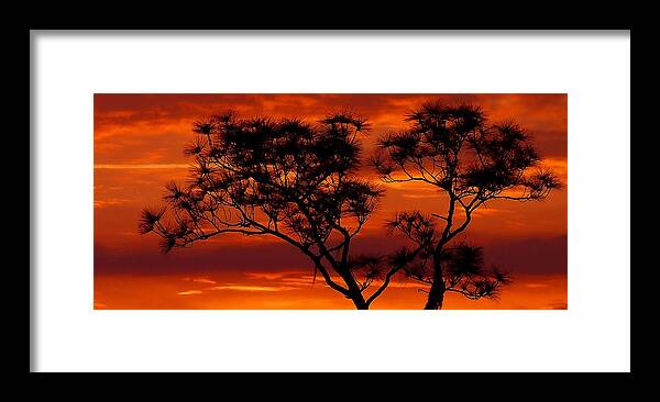 Long Leaf Pine Framed Print featuring the photograph Long Leaf Pine by Stuart Harrison