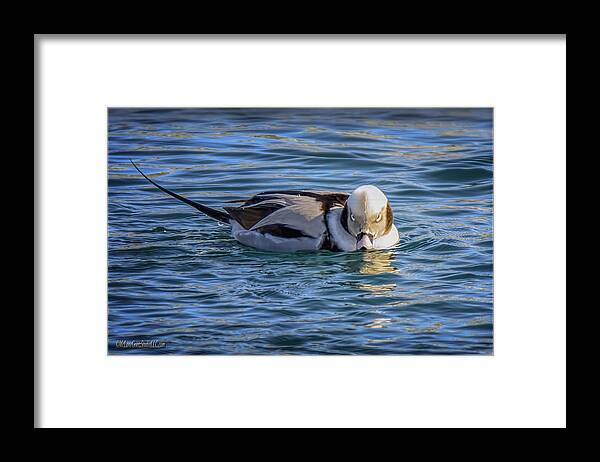 Long-tailed Duck Framed Print featuring the photograph Long-tailed Duck Cold Stare by LeeAnn McLaneGoetz McLaneGoetzStudioLLCcom