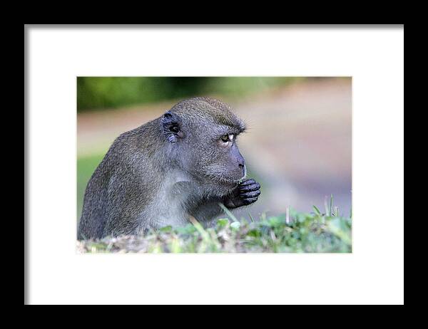 Long Tailed Macaque Framed Print featuring the photograph Long Tailed Macaque Feeding by Shoal Hollingsworth