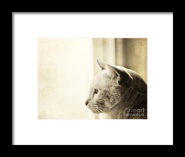 Cat Framed Print featuring the photograph Longing by Pam Holdsworth