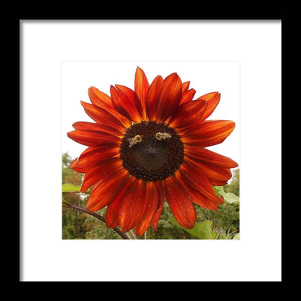 Sunflower Framed Print featuring the photograph Look Into My Eyes by Diannah Lynch