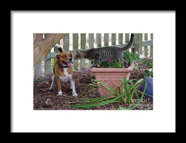 Dog Framed Print featuring the photograph Look into My Eyes by Tannis Baldwin
