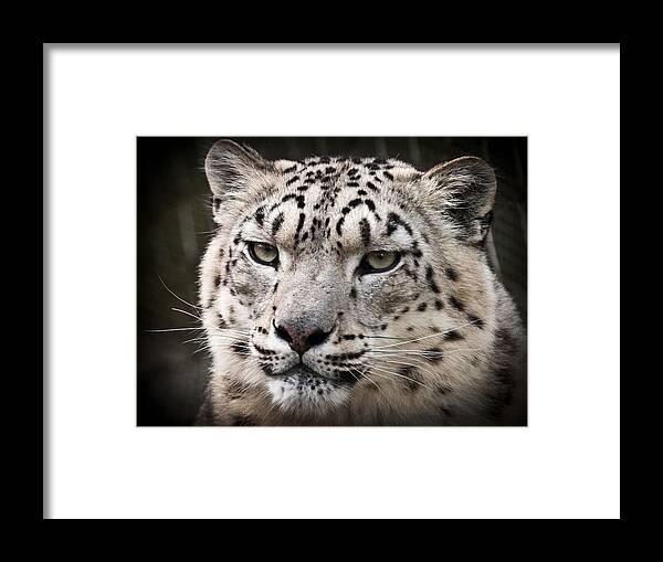 Marwell Framed Print featuring the photograph Look into my leopard eyes by Chris Boulton