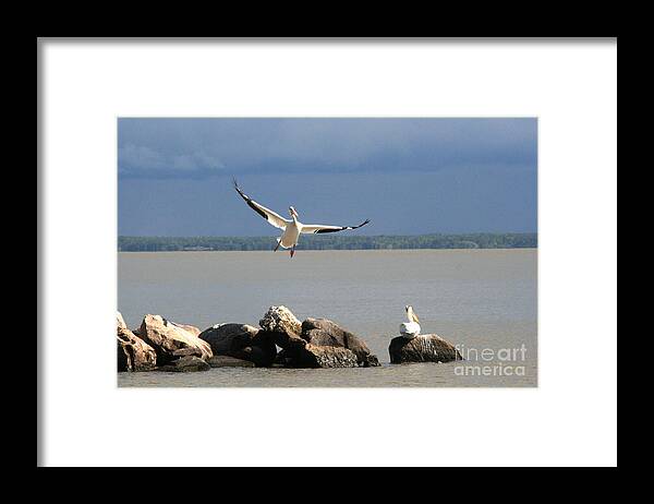 Nature Framed Print featuring the photograph Look Ma - I can Fly by Mary Mikawoz