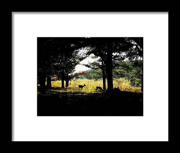 Deer Framed Print featuring the photograph Look Out by Christian Rooney