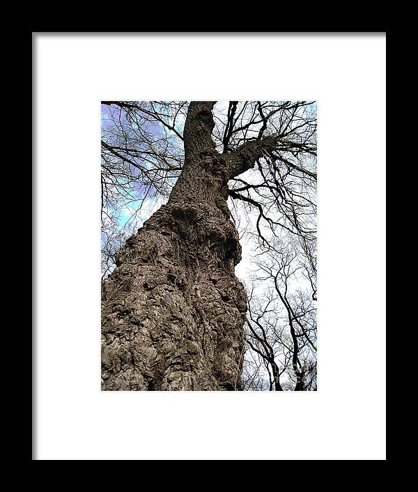 Trees Framed Print featuring the photograph Look Up Look Way Up by Nina Silver