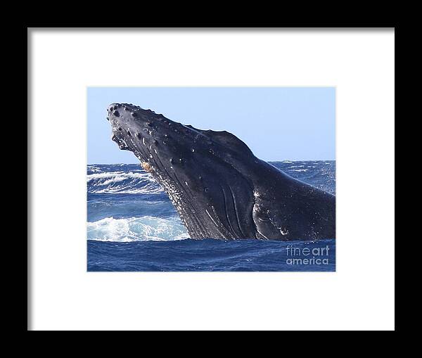 Whale Framed Print featuring the photograph Lookin at you by Fred Sheridan