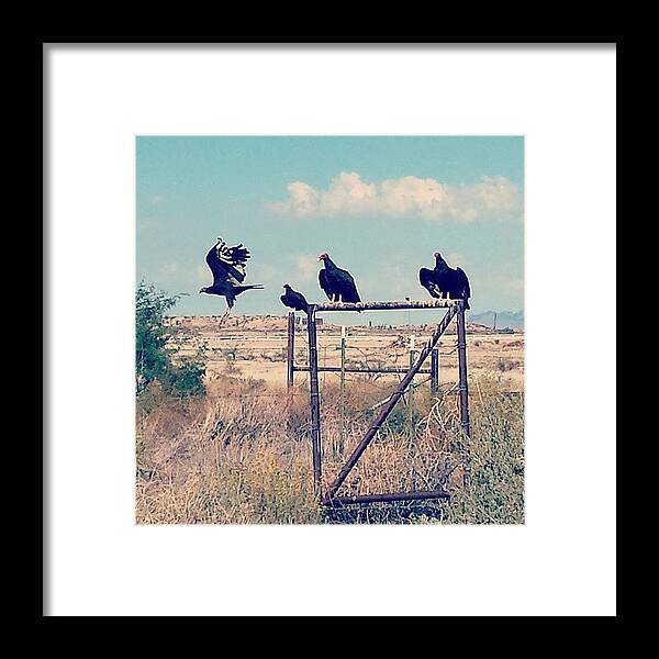 Scenery Framed Print featuring the photograph Lookin For An Easy Meal. #buzzard by Travis Seale