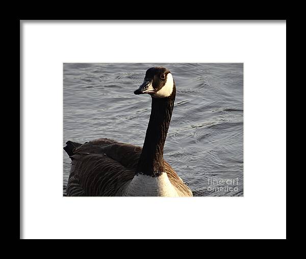 Birds Framed Print featuring the photograph Looking Ahead by Christopher Plummer