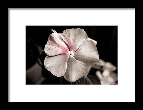 Flower Framed Print featuring the photograph Looking around-032 by Emilio Arostegui