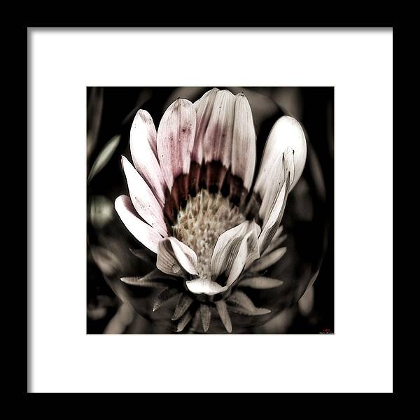 Flower Framed Print featuring the photograph Looking around-091 by Emilio Arostegui