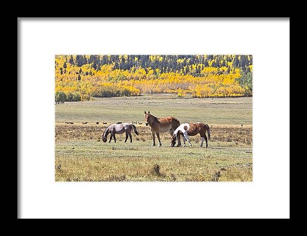 Mixed Media Horses. Mixed Media Photography. Mixed Media Fall Colors. Fine Art Horse Photography. Horse. Colts. Cow Boys. Fall Photography. Colorado Fall Colors. Fall Colors Fine Art Photography. Mountains. Mountain Fall Colors Colorado Fall Colors. Dogs. Cats. Sheep. Ducks. Elk. Deer. Moose. Colors In The Fall. Colorado Fall Colors. Fine Art Note Cards. Gallery Photography. Brown Horse. White And Brown Horse. Feeding Horse. Wagon Train Indian Horse. Cow Boy Horse Indian Riding Horse. Framed Print featuring the photograph Looking At You by James Steele