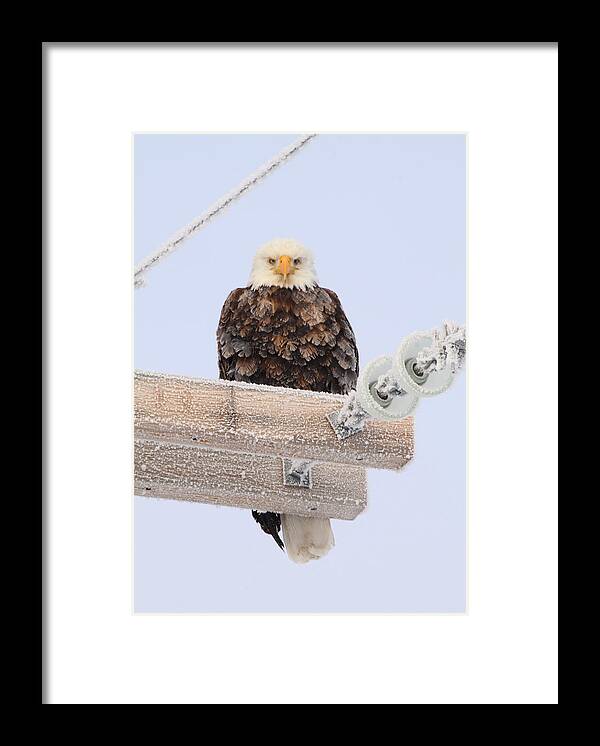 Bald Framed Print featuring the photograph Looking At You by Kristy Jeppson