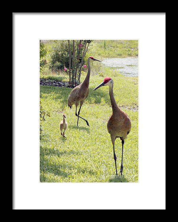 Sandhill Crane Framed Print featuring the photograph Looking for a Handout by Carol Groenen