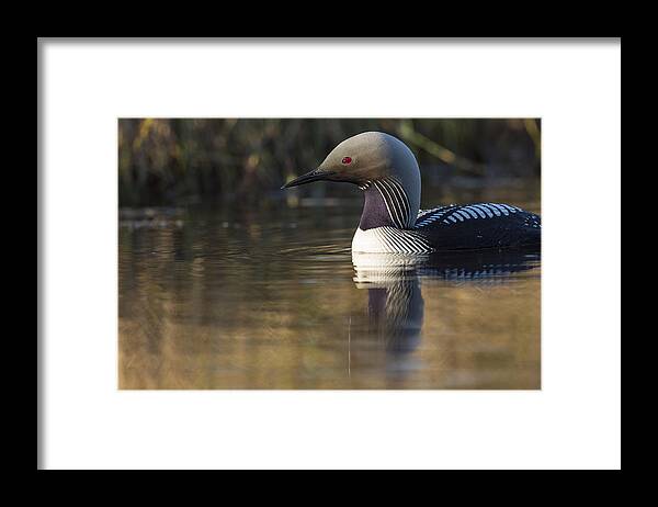 Adult Framed Print featuring the photograph Looking for a Nest Site by Tim Grams