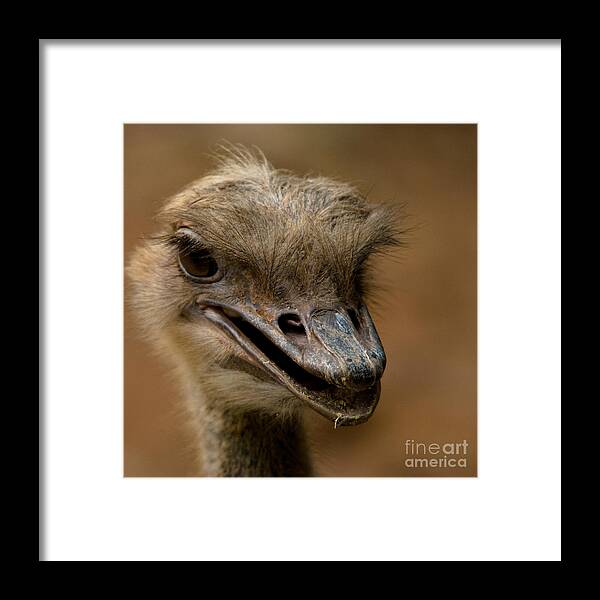 Photography Framed Print featuring the photograph Looking for Trouble by Venetta Archer