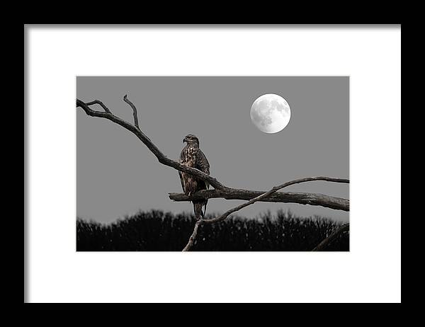 Eagle Framed Print featuring the photograph Looking Forward by Steven Michael