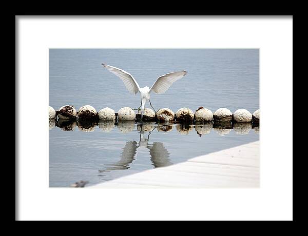 Egret Framed Print featuring the photograph Looking Glass by Jo Sheehan