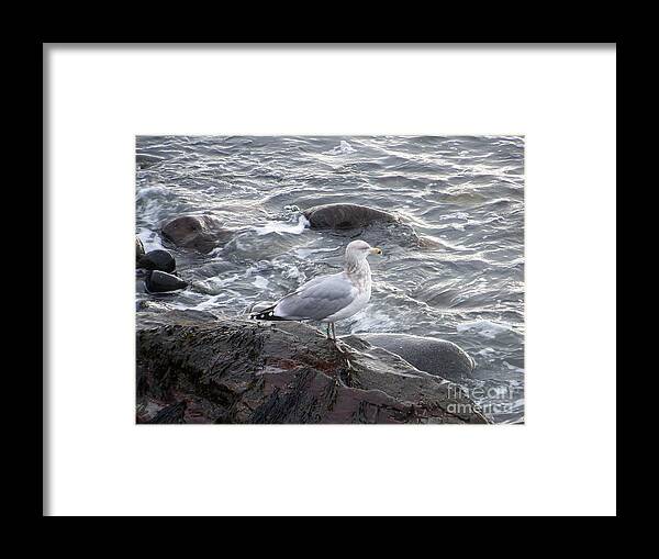 Sea Gulls Framed Print featuring the photograph Seagull on the Rocky Coast by Eunice Miller