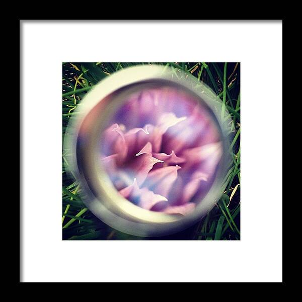 Plant Framed Print featuring the photograph Looking Through My Jewelers Lens by Jenny Coale