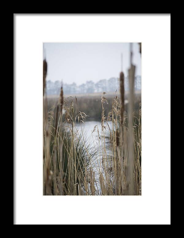 Reeds Framed Print featuring the photograph Looking through the Reeds by Spikey Mouse Photography
