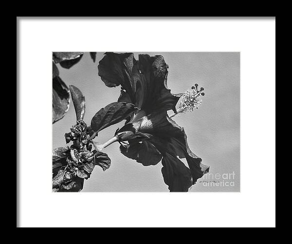 Flower Framed Print featuring the photograph Looking To The Sky by Deborah Benoit