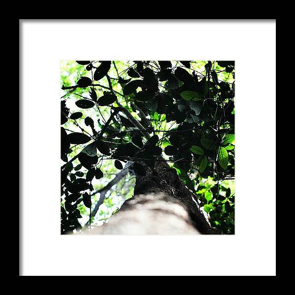 Looking Framed Print featuring the photograph #looking #up At #trees by Leon Traazil