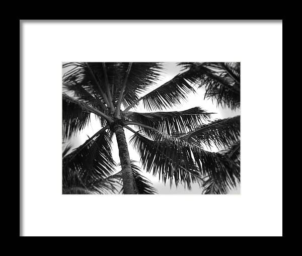 Hawaii Framed Print featuring the photograph Looking Up by Phillip Garcia