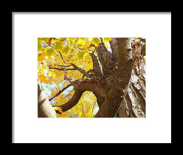 Maple Tree Framed Print featuring the photograph Looking up the Maple Tree by Corinne Elizabeth Cowherd