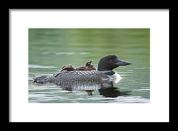 Common Loon Framed Print featuring the photograph Loon Chick - Big Yawn by John Vose