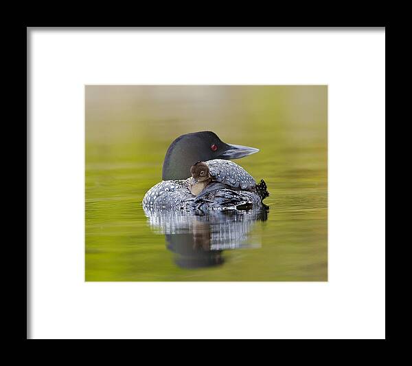 Common Loon Framed Print featuring the photograph Loon Chick Resting on Parents Back by John Vose
