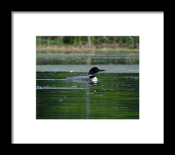 Loon Framed Print featuring the photograph Loon on Indian Lake by Steven Clipperton