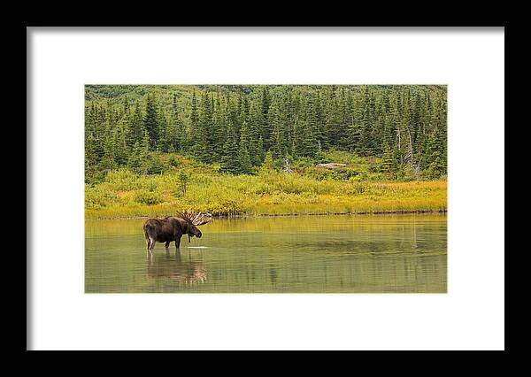 Monarch Framed Print featuring the photograph Lord of the Lake by Sandy Sisti