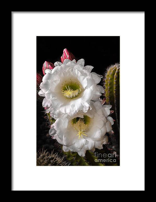 Cactus Flower Framed Print featuring the photograph Loretta by Tamara Becker