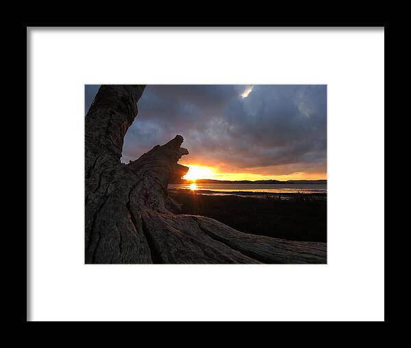 Los Osos Framed Print featuring the photograph Los Osos Driftwood by Paul Foutz