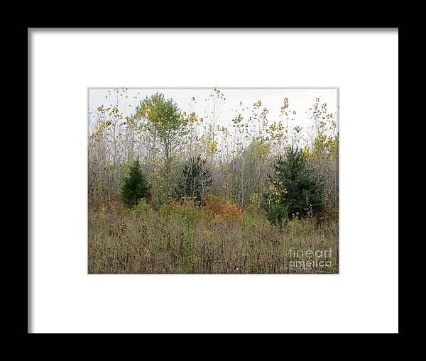 Woods Framed Print featuring the photograph Loss by Kathie Chicoine