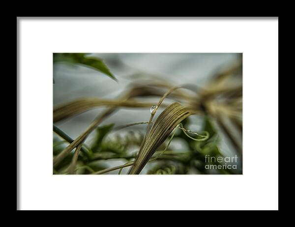 Michelle Meenawong Framed Print featuring the photograph Lost Drop by Michelle Meenawong