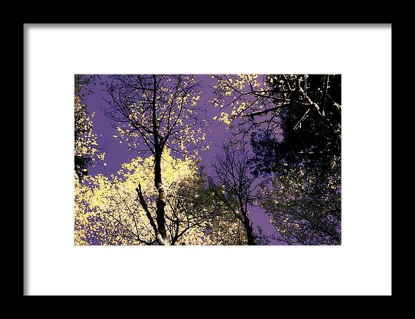 Trees Framed Print featuring the photograph Lost in Admiration by Laureen Murtha Menzl