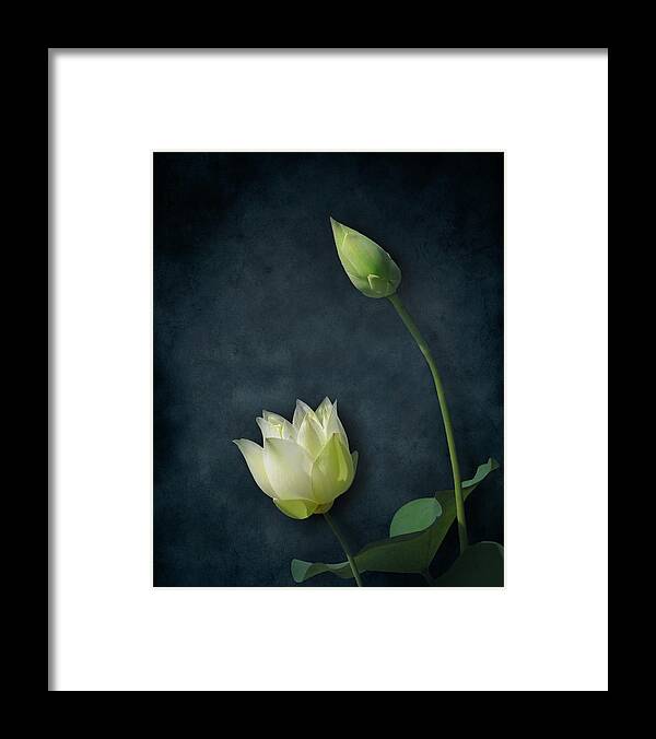 Nature Framed Print featuring the photograph Lotus Bud and Bloom by Deborah Smith