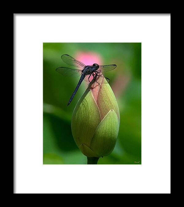 Lotus Bud Framed Print featuring the photograph Lotus Bud and Slatey Skimmer Dragonfly DL006 by Gerry Gantt